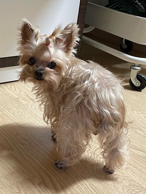 다롱이의 추모 사진