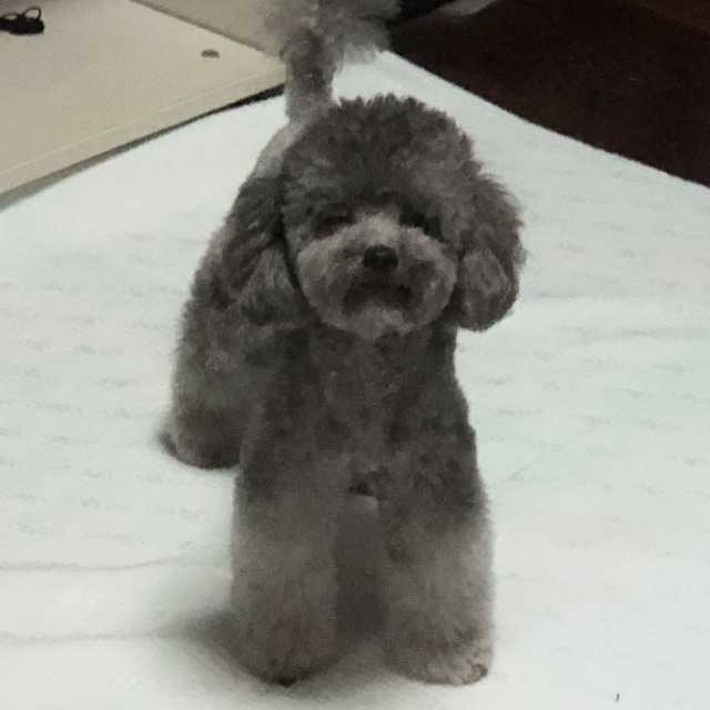 젤리의 추모 사진