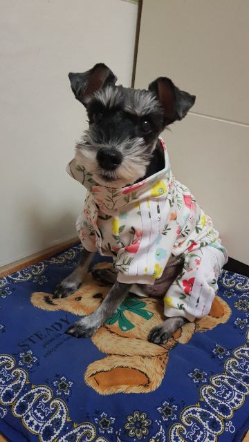 슈나의 추모 사진