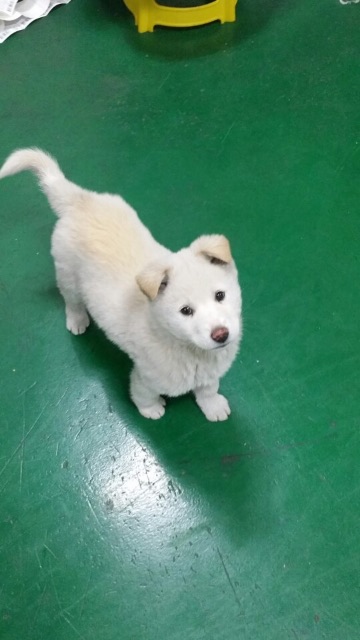 복돌이의 추모 사진