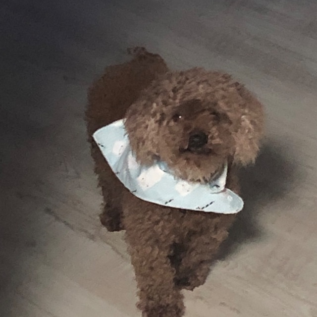초코의 추모 사진