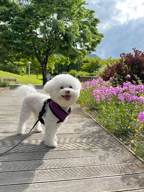 송토리의 추모 사진