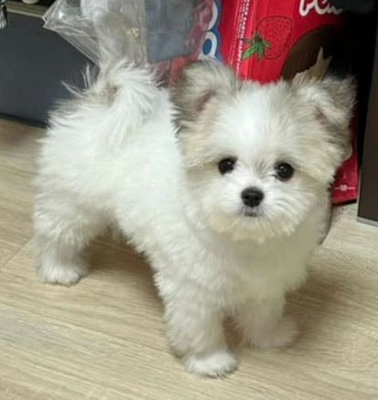 지동이의 추모 사진