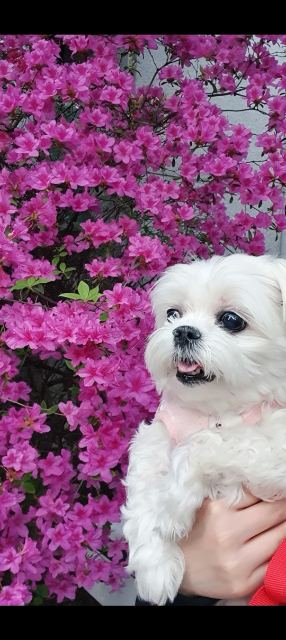 가을이의 추모 사진