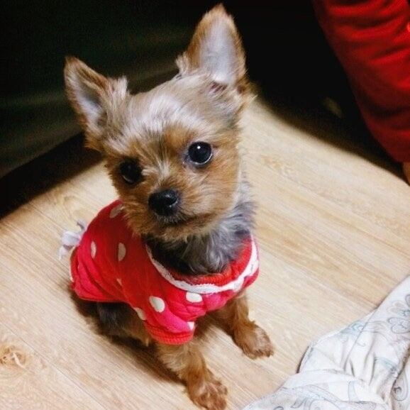 깜순이의 추모 사진