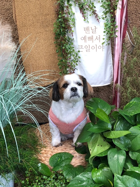뽀의 추모 사진