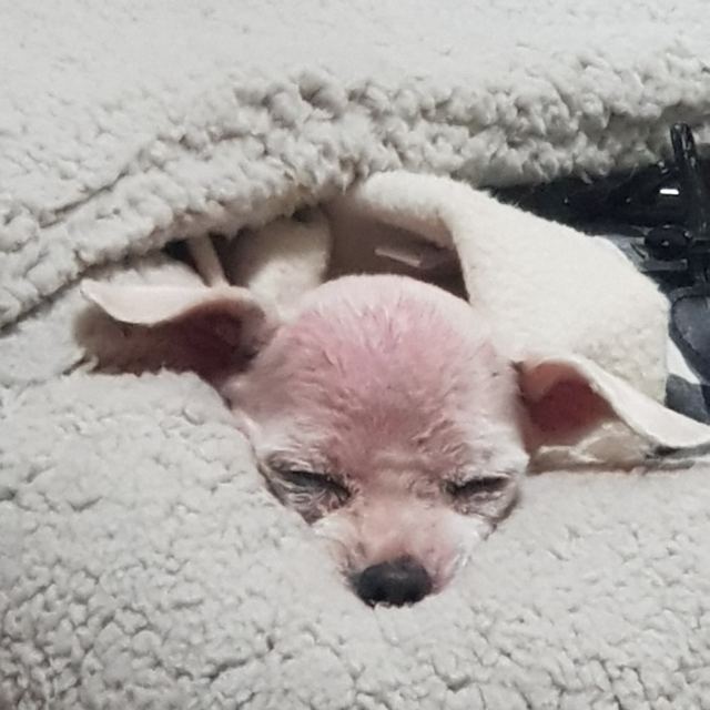 달래의 추모 사진