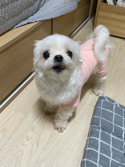두부의 추모 사진