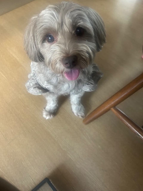 몽실이의 추모 사진