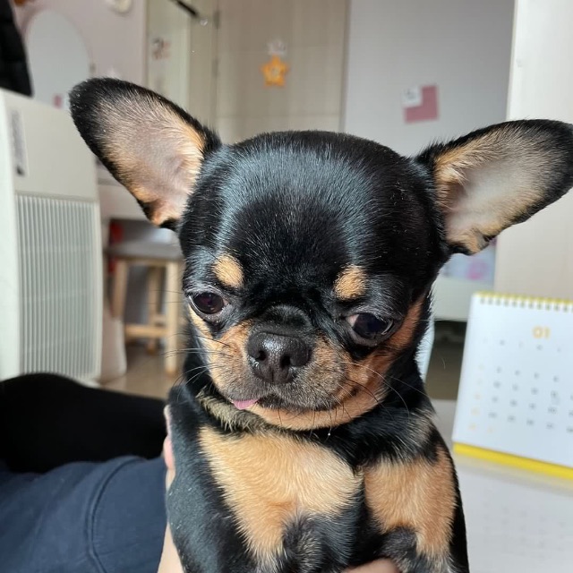 보리의 추모 사진