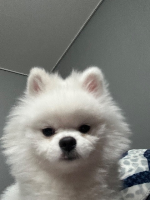 밥풀이의 추모 사진