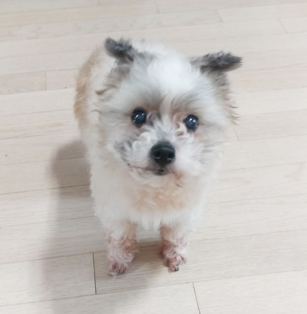 새롬의 추모 사진