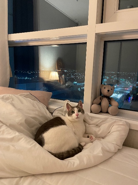 꼬미의 추모 사진