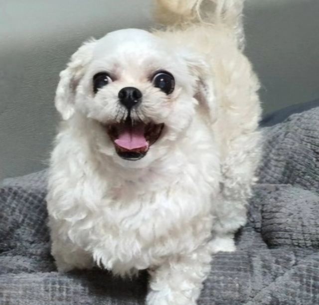 토토의 추모 사진
