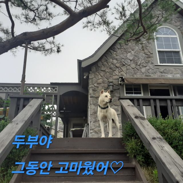 두부의 추모 사진