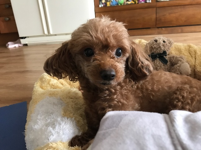 몽이❤️의 추모 사진