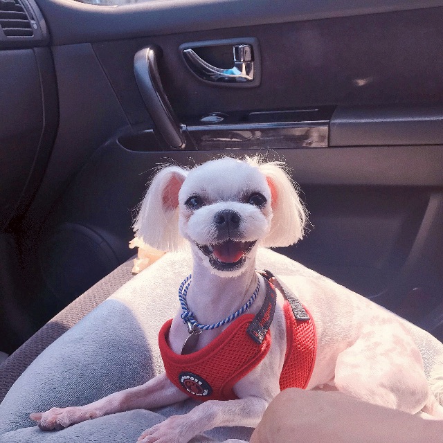 행복이의 추모 사진