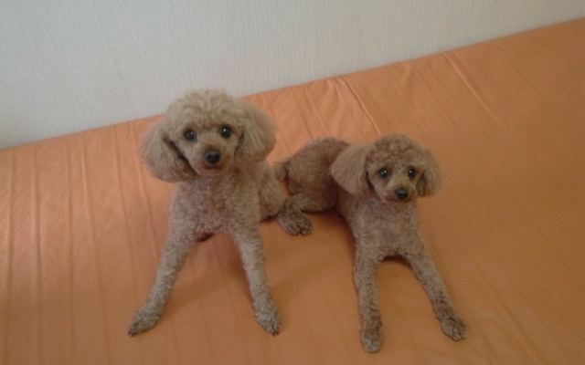 로니&루비의 추모 사진