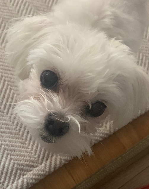 아미의 추모 사진
