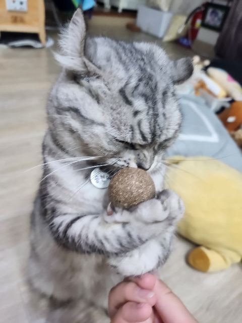 송현이의 추모 사진