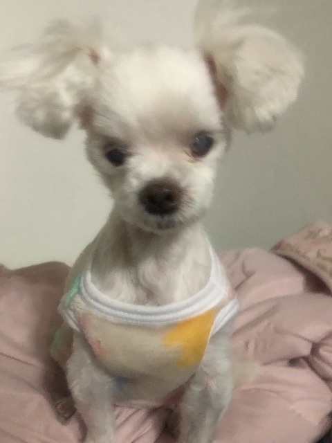 은비의 추모 사진