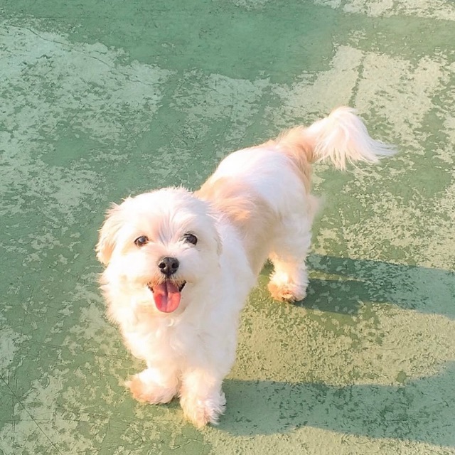 기몽이의 추모 사진