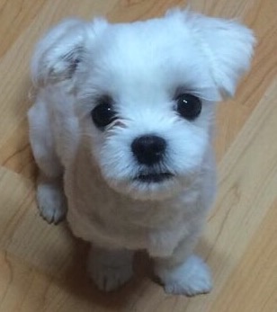 춘심이의 추모 사진