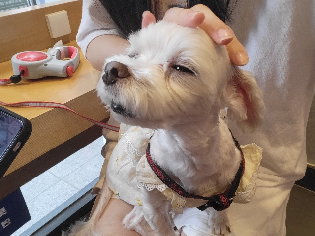 찡이의 추모 사진