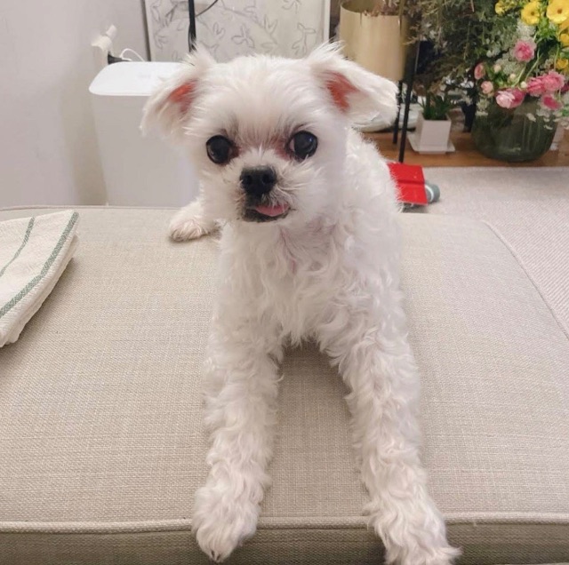 아나의 추모 사진