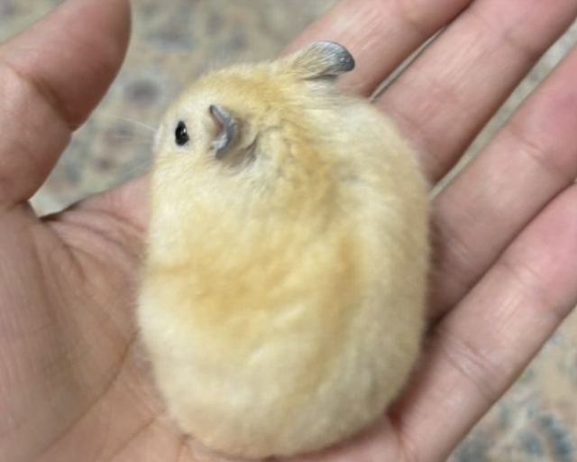 꼬미의 추모 사진