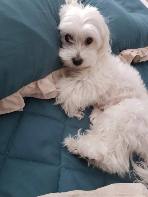 내전부 둥이❤️❤️의 추모 사진