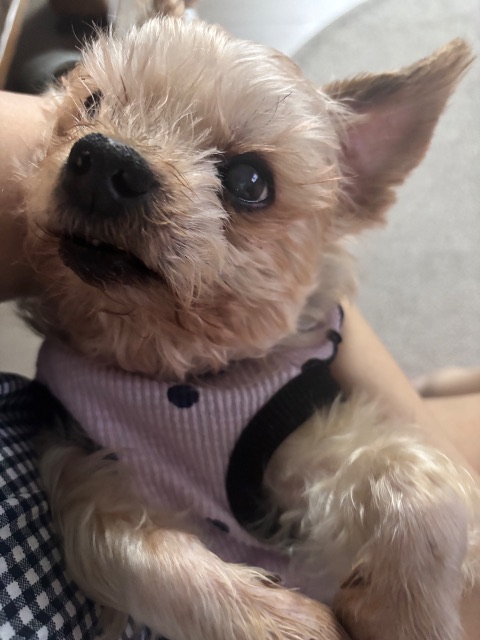 뚱이의 추모 사진