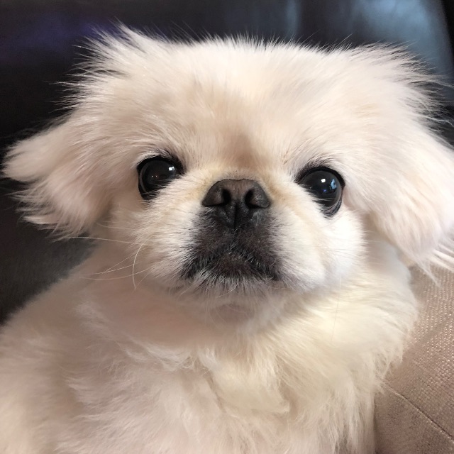 까망이의 추모 사진