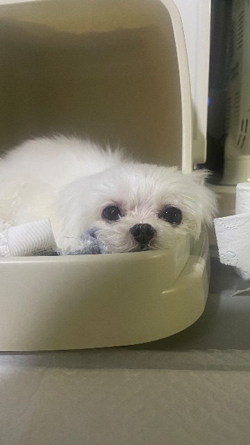 쪼쪼의 추모 사진