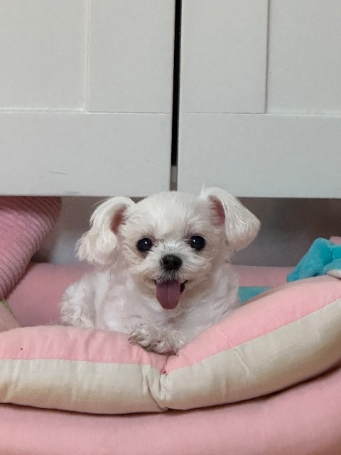 공주의 추모 사진