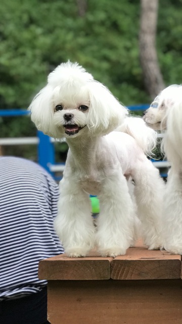 토토로의 추모 사진