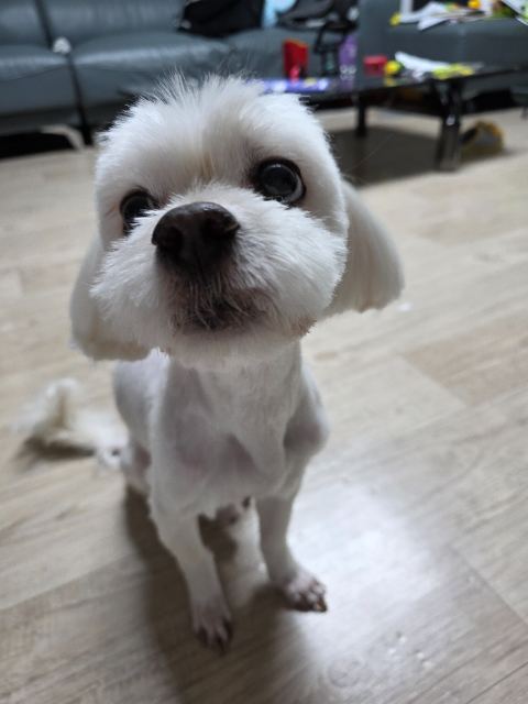 동백이의 추모 사진