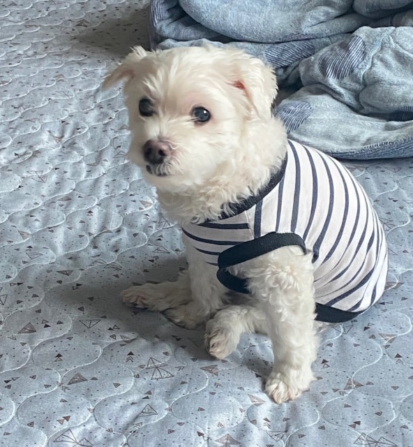 미니의 추모 사진