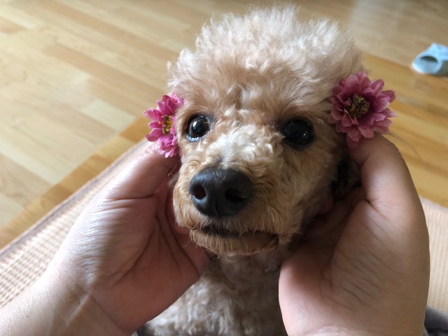 봉자의 추모 사진