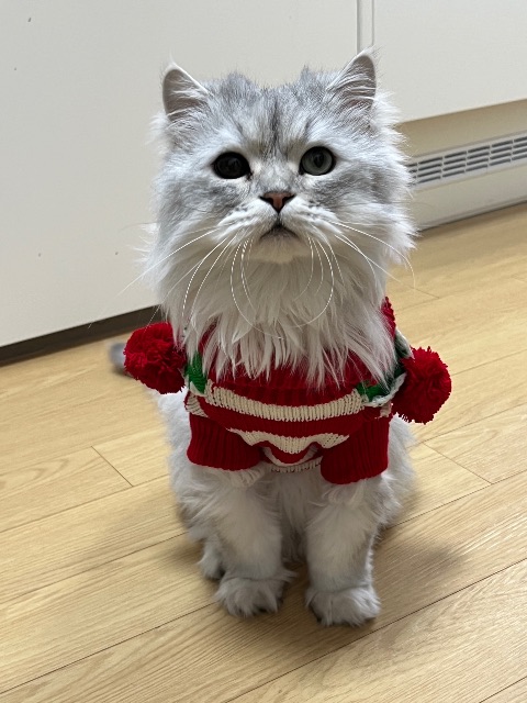 찹쌀의 추모 사진