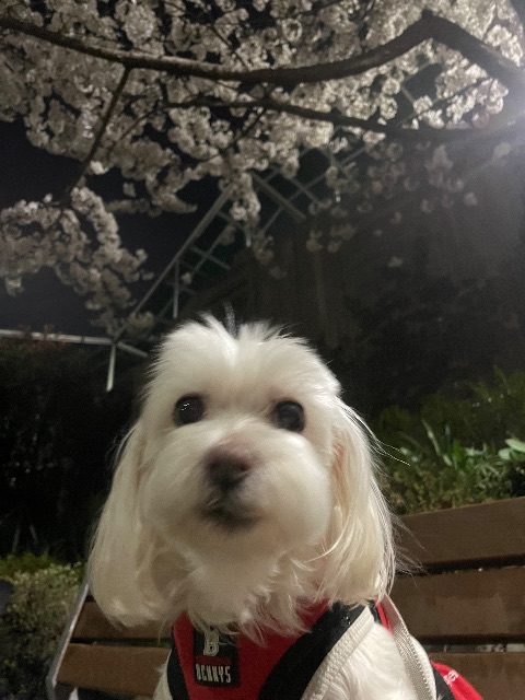 솜사탕의 추모 사진