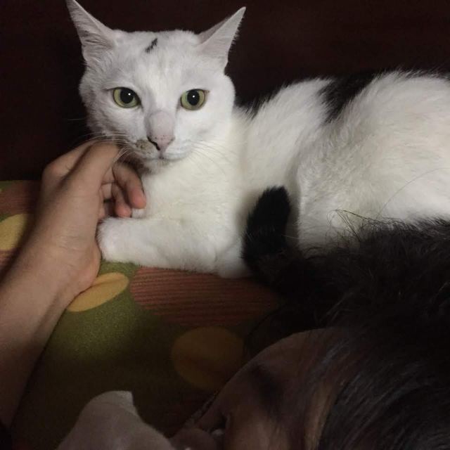 찐이의 추모 사진