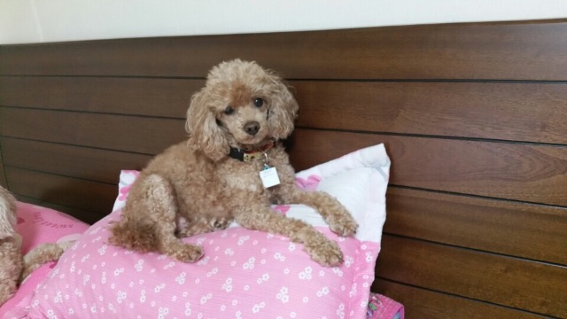 콩지의 추모 사진