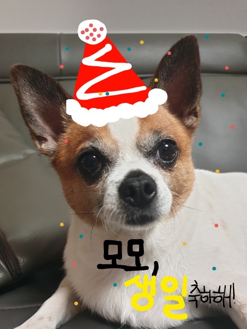 모모의 추모 사진