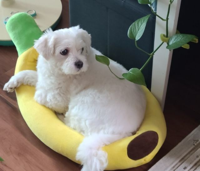 버꾸의 추모 사진