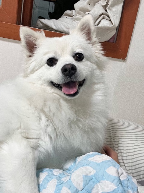 자두🍑의 추모 사진