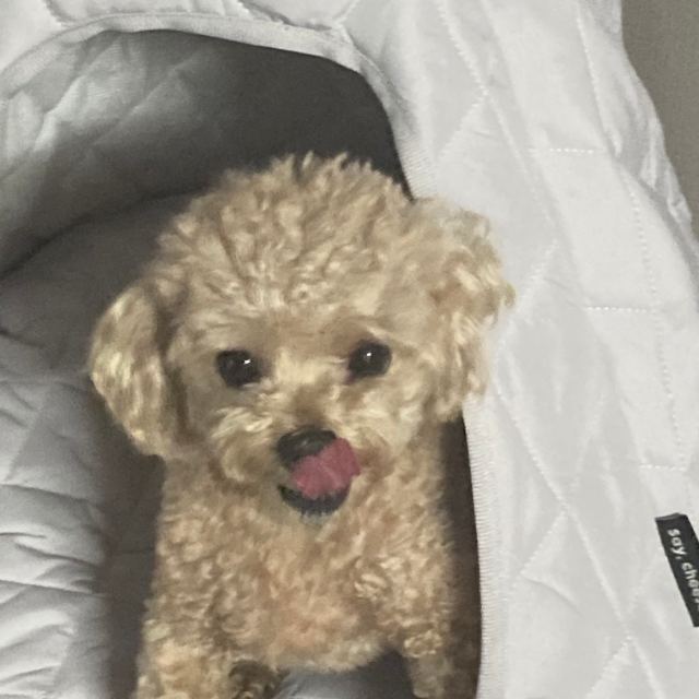 생일이의 추모 사진