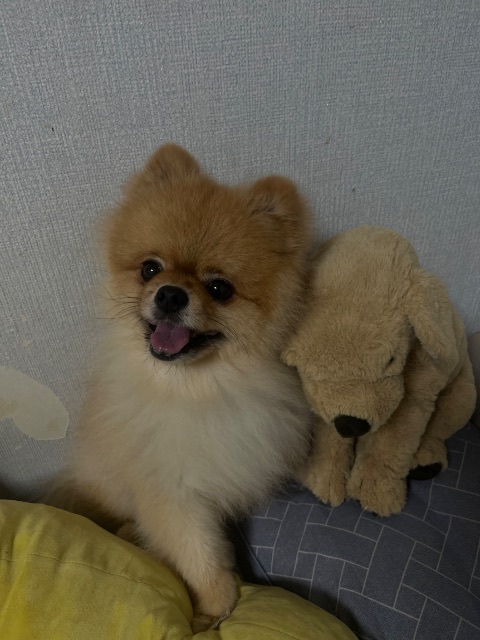 라온의 추모 사진