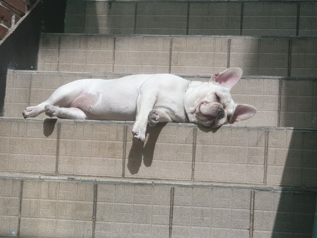 만두의 추모 사진