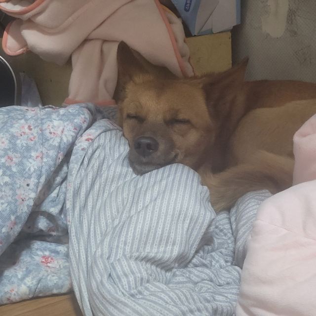 누리의 추모 사진